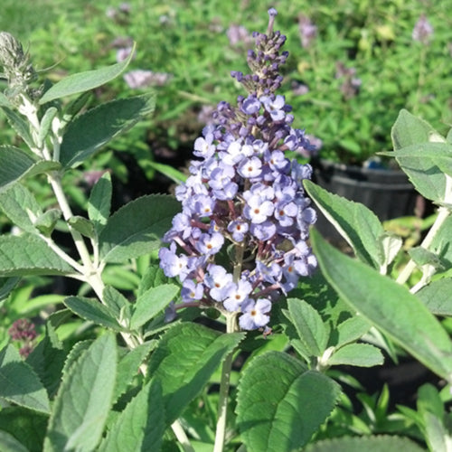 Flutterby Petite Blue Heaven Butterfly Bush