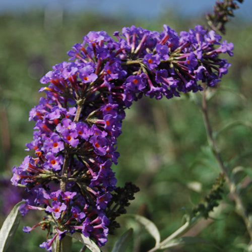 Nanho Blue Butterfly Bush