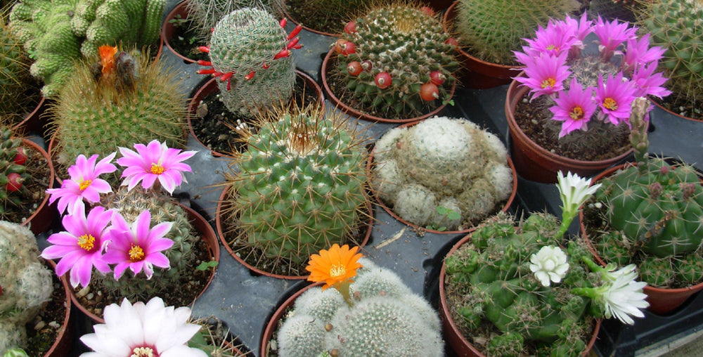 terscheckii cactus Cactus Affinity