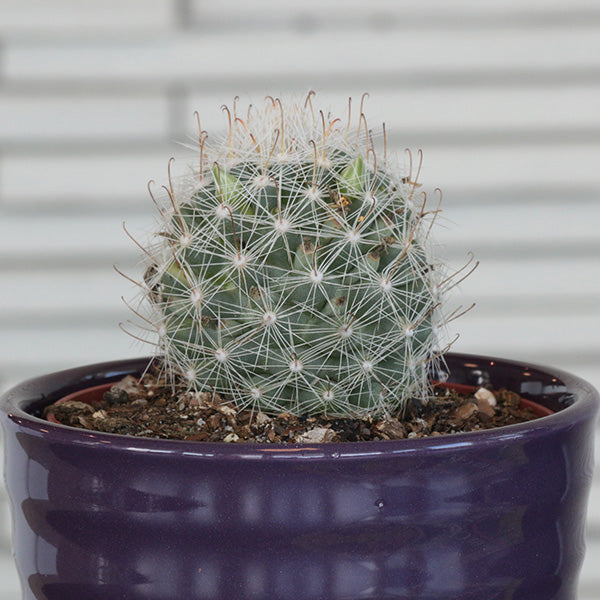 Mammillaria boolii