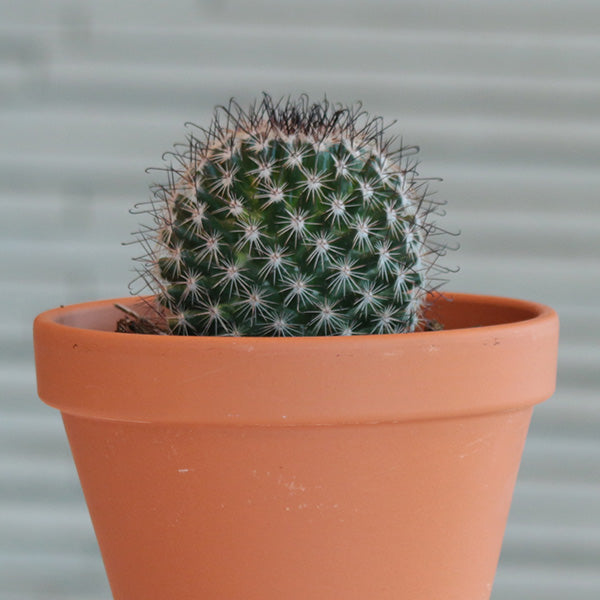 Tenango de Valle Cactus