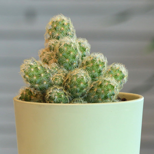 Lemon Ladyfinger Cactus