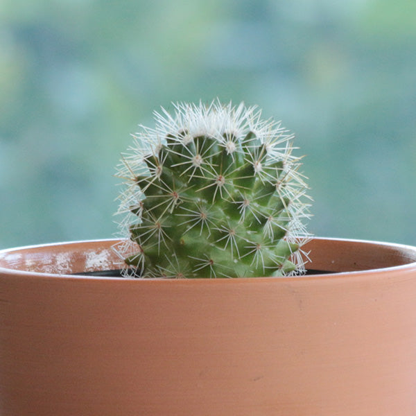 Mammillaria backebergiana albispina