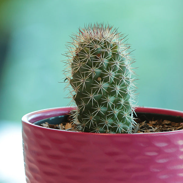 Mammillaria fraileana