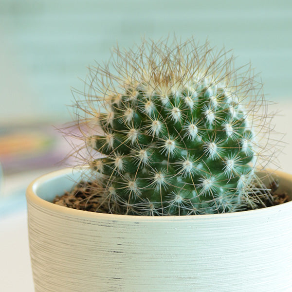 Mammillaria rekoi leptacantha