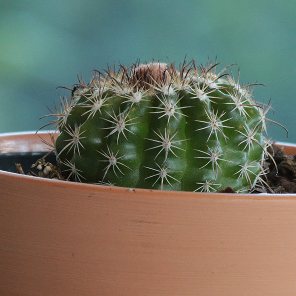 Red Tom Thumb Cactus