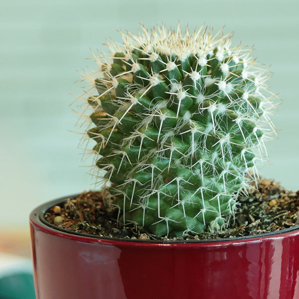 Silver Arrow Cactus