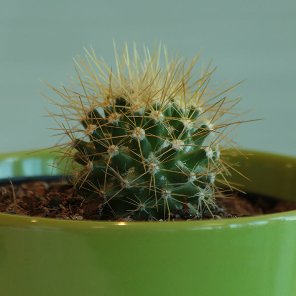 Woolly Nipple Cactus