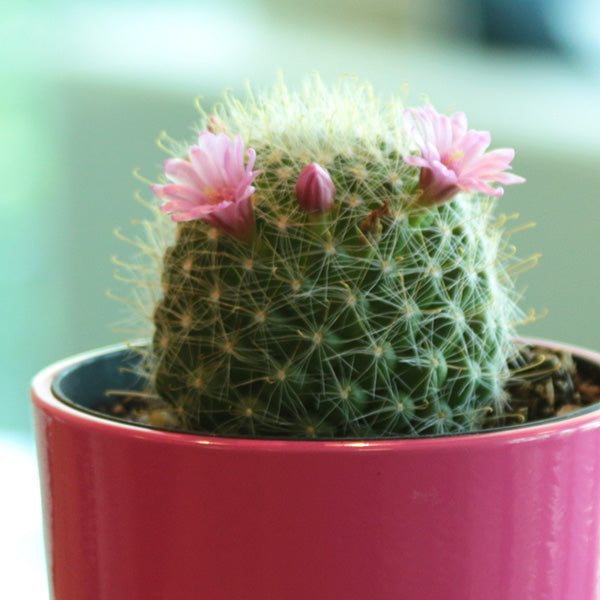 Rosy Pincushion Cactus