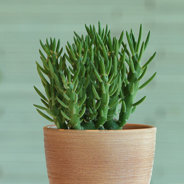 Christmas Tree Cactus