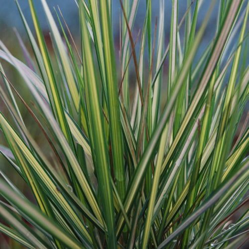 El Dorado Feather Reed Grass