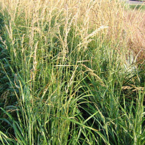 Karl Foerster Feather Reed Grass