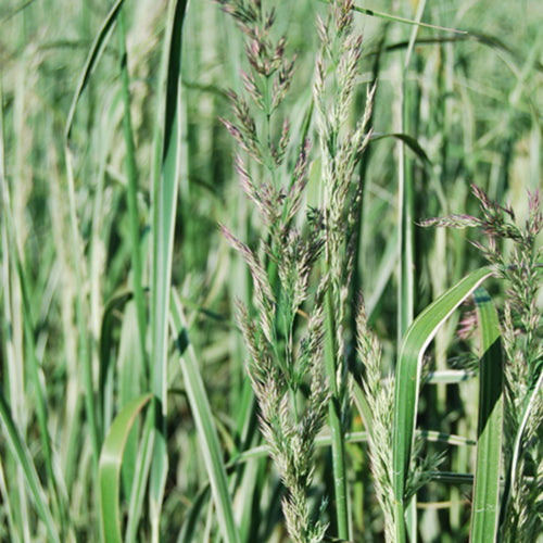 Overdam Feather Reed Grass