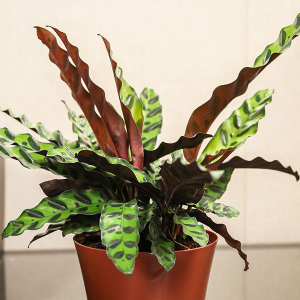 Rattlesnake Plant