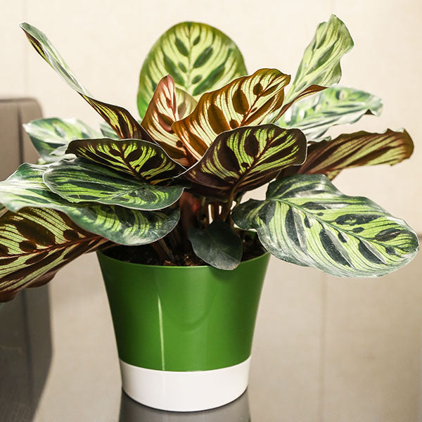 Peacock Calathea