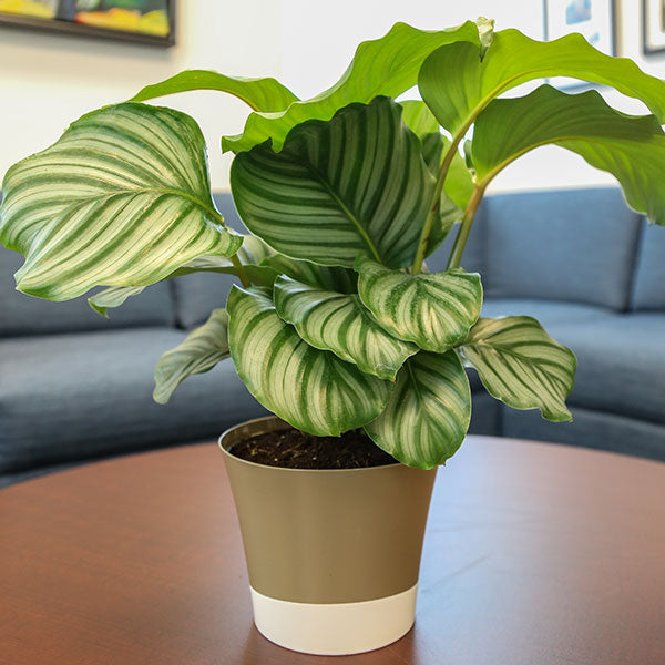 Round-Leaf Calathea