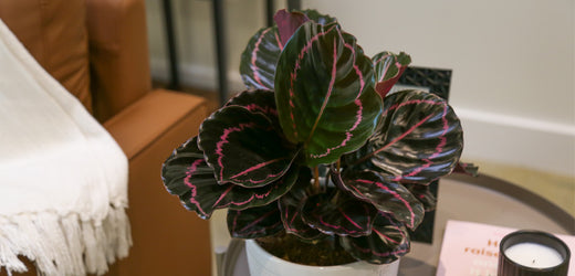 Dottie Calathea  Costa Farms