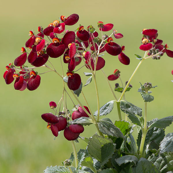 Calynopsis Dark Red
