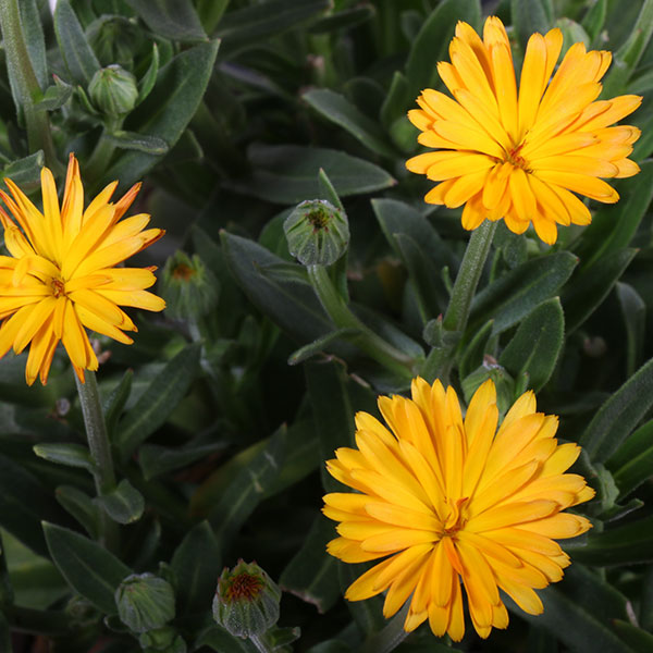 Peach Polar Calendula