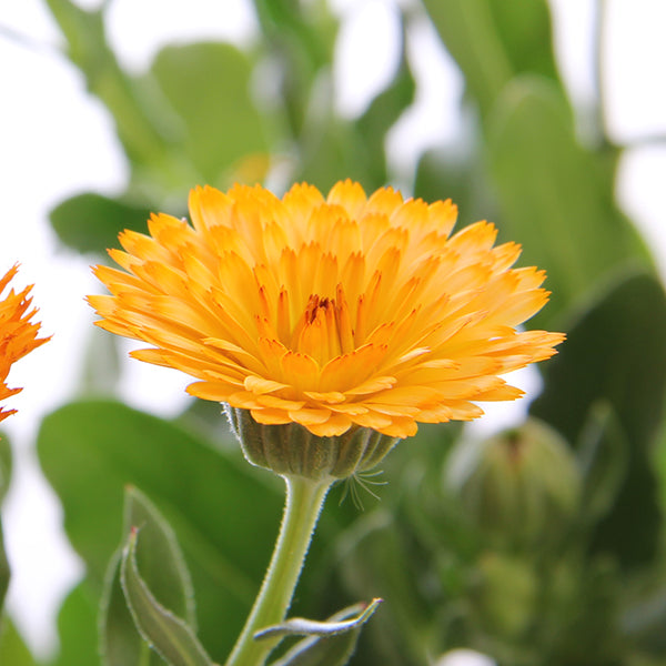 Amber Arctic Calendula