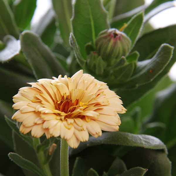 Banana Blizzard Calendula