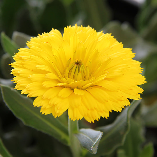 Sun Flurries Calendula