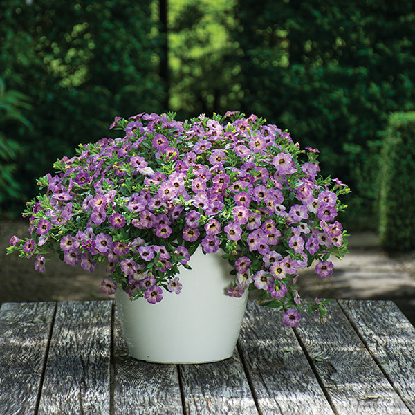 Chameleon Plum Cobbler