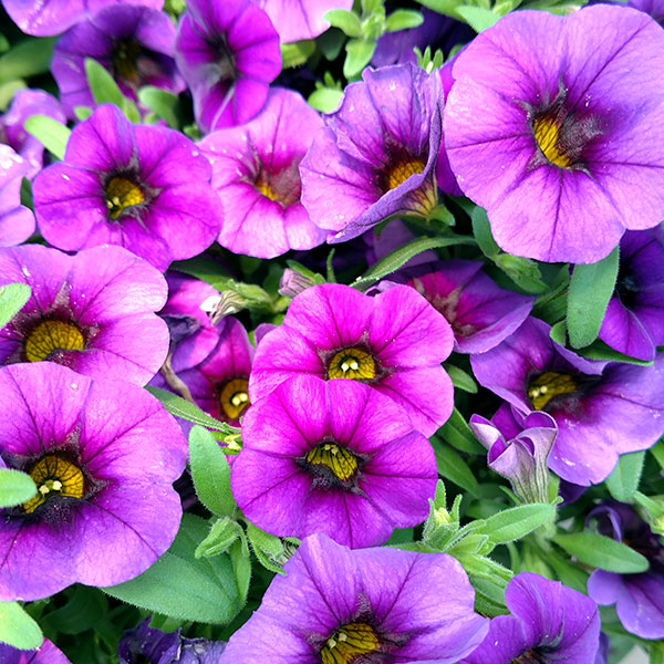 MiniFamous Neo Royal Blue