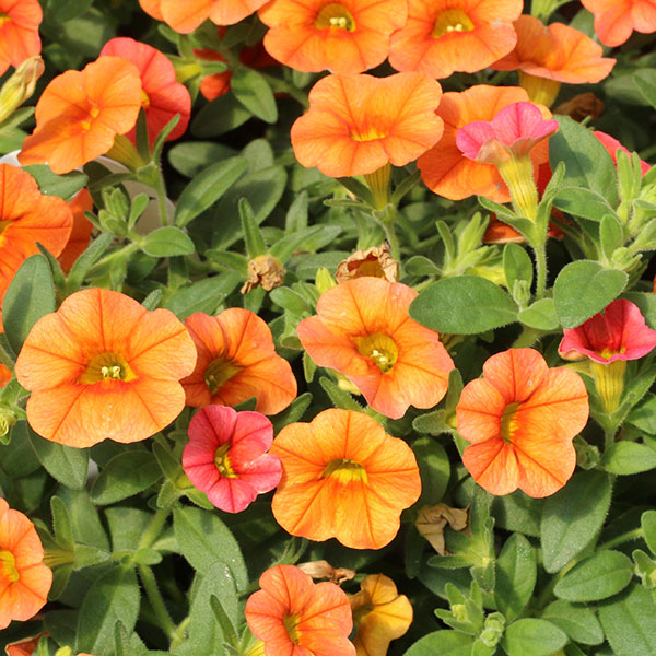 Superbells Dreamsicle