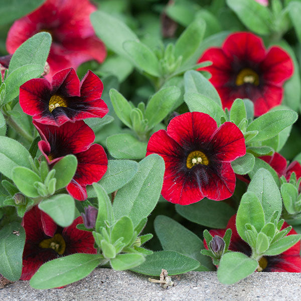 Superbells Pomegranate Punch