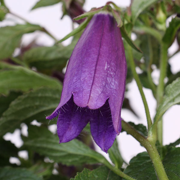 Ringsabell Indigo Blue Bellflower