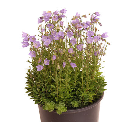 Swinging Bells Blue Bellflower