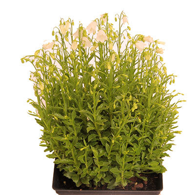 Swinging Bells White Bellflower