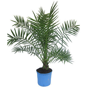 Canary Island Date Palm
