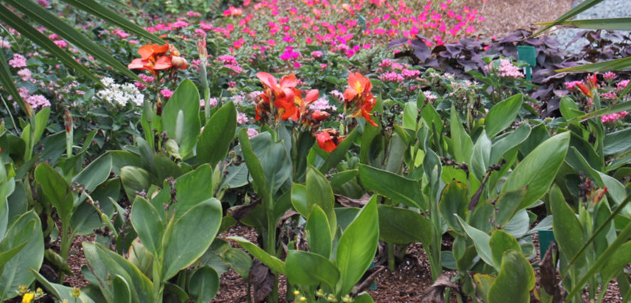 Canna – Costa Farms