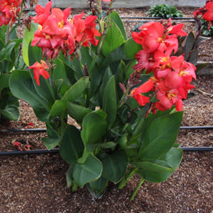 South Pacific Scarlet Canna