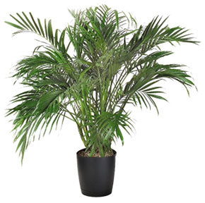 Cat Palm