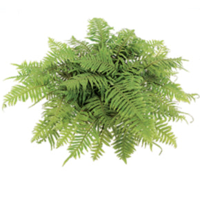 Caterpillar Fern