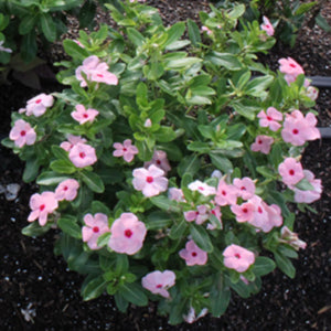Cora Apricot Vinca