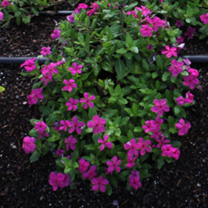 Cora Cascade Magenta Vinca