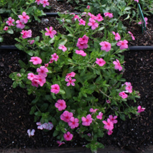 Cora Cascade Strawberry Vinca