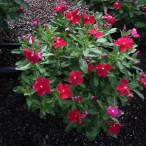 Cora Red Vinca