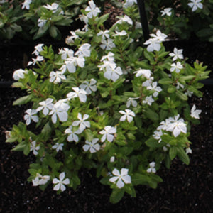 Cora White Vinca
