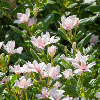 Soiree Double White Vinca