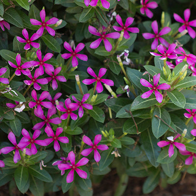 Soiree Kawaii Lavender Vinca