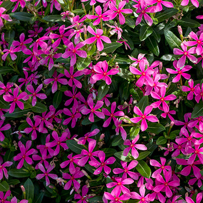 Soiree Kawaii Pink Vinca
