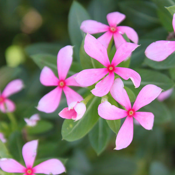 Soiree Kawaii Pink Peppermint Vinca