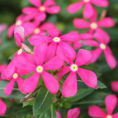 Soiree Kawaii Coral Vinca