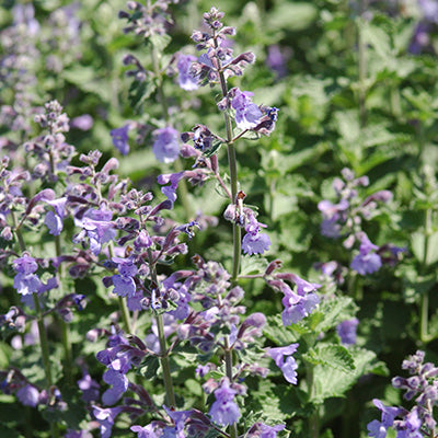 Walker's Low Catmint