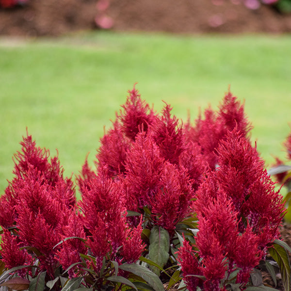 Dragon's Breath Celosia